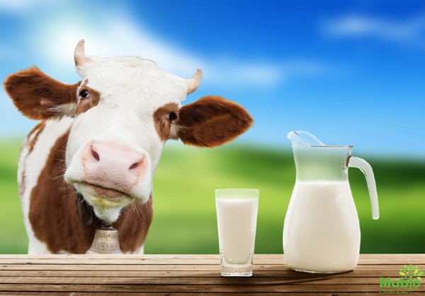 uống sữa bò có nhiều sữa không