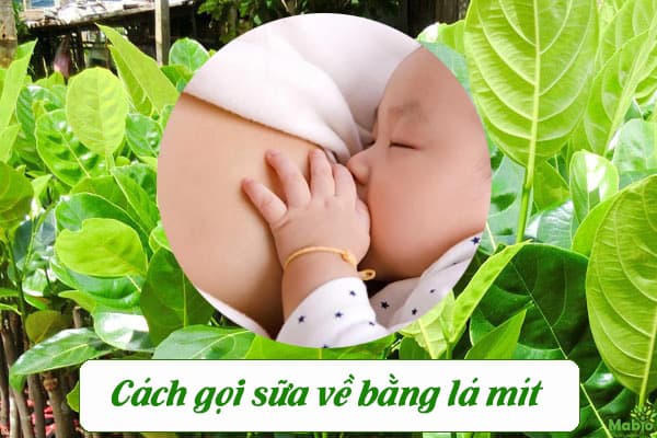 Gọi sữa về bằng lá mít